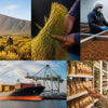 Where to Buy South African Rooibos: A Comprehensive Guide