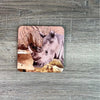Coasters - African Wildlife (Set of 4) - Something From Home - South African Shop