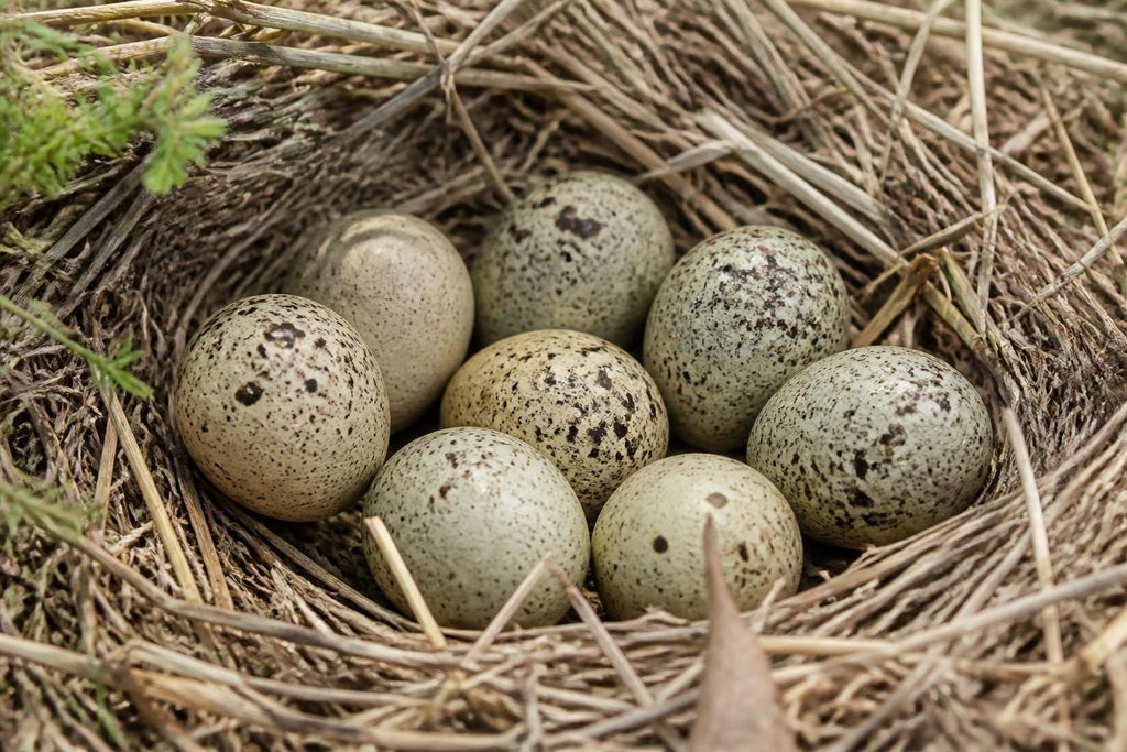 Speckled Egg nest clutch with pale beige and greenish shells, dark brown mottled spots, nestled among dry twigs.