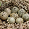 Speckled Egg nest clutch with pale beige and greenish shells, dark brown mottled spots, nestled among dry twigs.